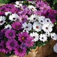 Остеоспермум Смесь окрасок