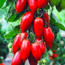 Томат Дамский угодник