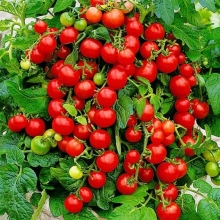 Томат Горшечный красный