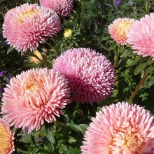Астра Хризантелла Розовый перламутр