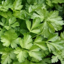 Петрушка Фестивальная (листовая)