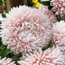 Астра Хризантелла Сакура