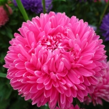 Астра Хризантелла Сбежавшая невеста