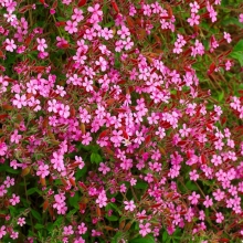 Сапонария Мыльный корень (мыльнянка)