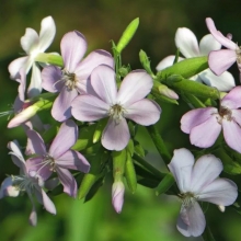 Мыльнянка Лекарственная