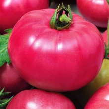 Томат Бийский Розан