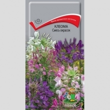Клеома Смесь окрасок