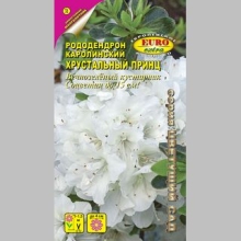 Рододендрон Хрустальный принц (каролинский)
