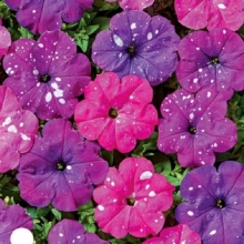 Петуния Дот Стар F1 смесь