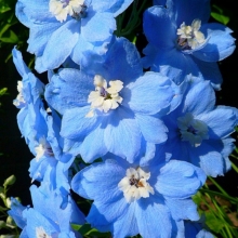 Дельфиниум Мэджик Фонтэйнс Скай Блю Вайт Би