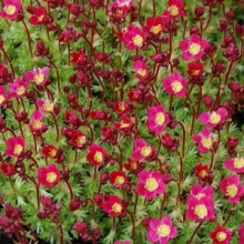 Камнеломка Пурпурный ковёр