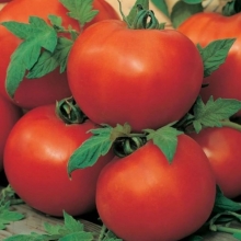 Томат Благовест F1