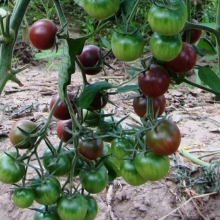 Томат Вишенка черная