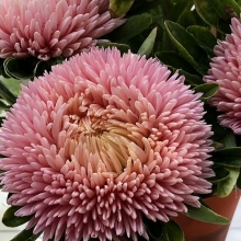 Астра Хризантелла Фламинго на закате