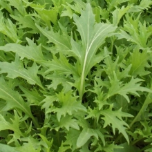 Горчица Старый лекарь (салатная)