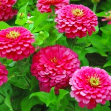 Цинния Исполин малиновый