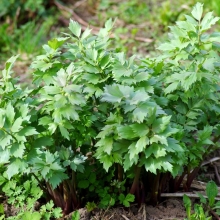 Любисток Одиссей