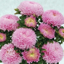 Астра Хризантелла Элвис