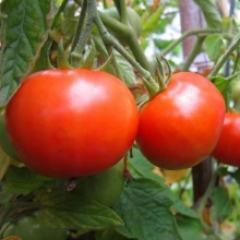 Томат Джина ТСТ