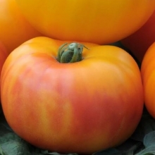 Томат Диво-дивное