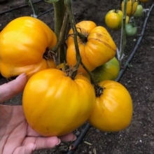 Томат Жозефина F1