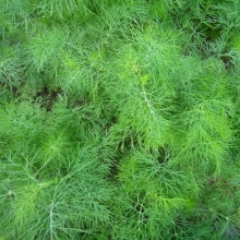 Укроп Пушистый Букет