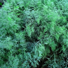 Укроп Сибирский Букет