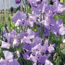 Горошек душистый Лавандовые крылья