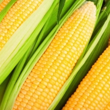 Кукуруза Фаворит F1