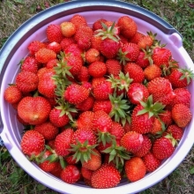 Земляника S1 Вечность