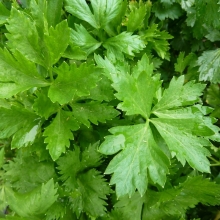 Сельдерей Бодрый День листовой