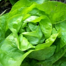 Салат Сашенька кочанный