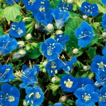 Фацелия Дюймовочка