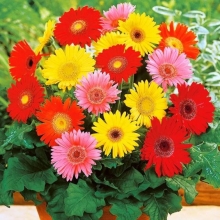 Гербера Джемсона Гибрид смесь