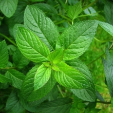 Мята Спеарминт