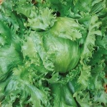 Салат Хруст (айсберг)