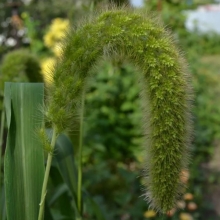 Щетинник Лисий хвост