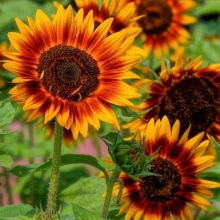 Подсолнечник Файр шоу декоративный