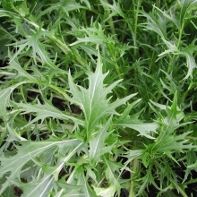 Капуста Изумрудный узор (японская)