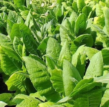 Табак Вирджиния 202 (курительный)