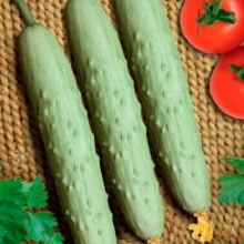 Огурец Белая Гвардия F1