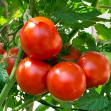 Томат Саргас F1 (большой пакет)