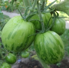 Томат Перепелиное яйцо