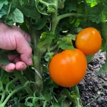 Томат Званый Вечер