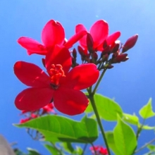 Кассия Камилла Ренигера