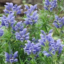 Змееголовник Горыныч