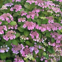 Гортензия Пурпурная королева (почвопокровная)