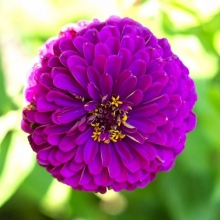 Цинния Фиолетовая фея