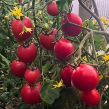 Томат Карамелька