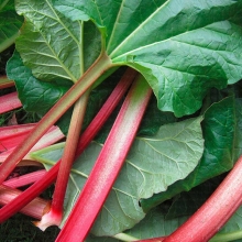 Ревень Компотный черешковый